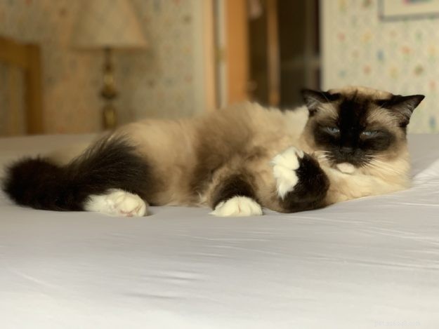 The Science Behind Why Cats Purr: Health, Emotion, and Communication