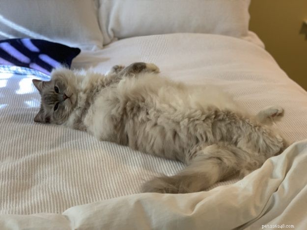 The Science Behind Why Cats Purr: Health, Emotion, and Communication