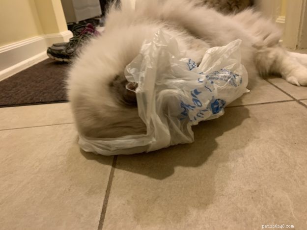Why Do Cats Lick and Chew Plastic? 9 Proven Reasons Explained