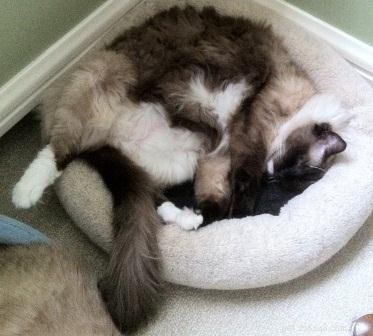 The Science Behind Why Cats Purr: Health, Emotion, and Communication