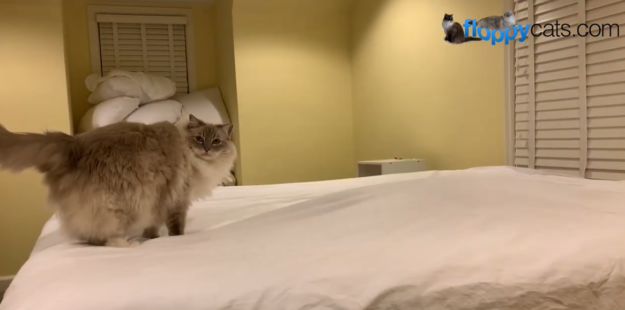 The Surprising Reasons Cats Love to Toss and Tumble Your Sheets