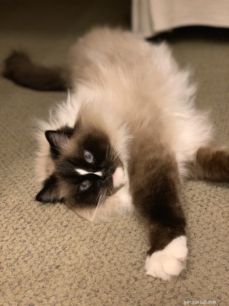 Ragdoll Cats: The Gentle Giant – A Comprehensive Guide