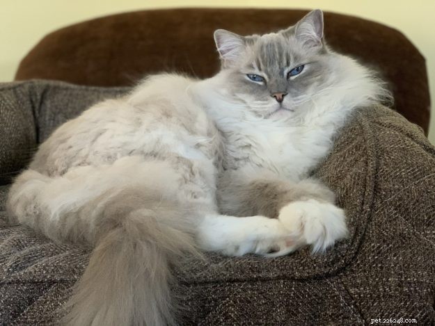 Ragdoll Cats: The Gentle Giant – A Comprehensive Guide
