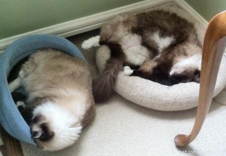 Ragdoll Cats: The Gentle Giant – A Comprehensive Guide
