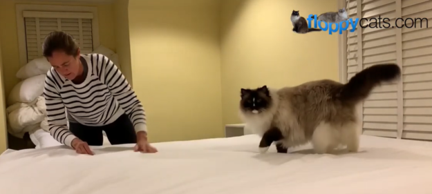 The Surprising Reasons Cats Love to Toss and Tumble Your Sheets