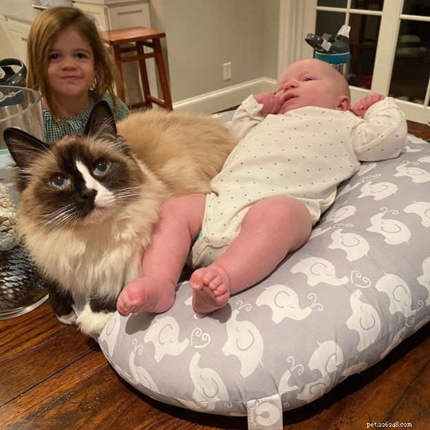 Ragdoll Cats: The Gentle Giant – A Comprehensive Guide