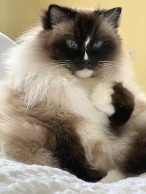 Ragdoll Cats: The Gentle Giant – A Comprehensive Guide