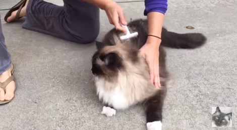 Ragdoll Cats: The Gentle Giant – A Comprehensive Guide