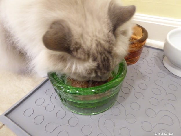 Ragdoll Cats: The Gentle Giant – A Comprehensive Guide