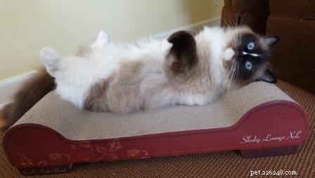 What Triggers Ragdoll Cats to Go Limp? A Guide to Their Signature  Floppy  Behavior