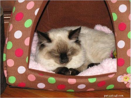 Harlow s Third Month: A Ragdoll Kitten s Growth Journey