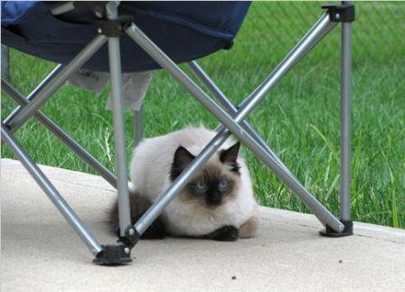 Harlow s Third Month: A Ragdoll Kitten s Growth Journey