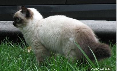 Harlow s Third Month: A Ragdoll Kitten s Growth Journey