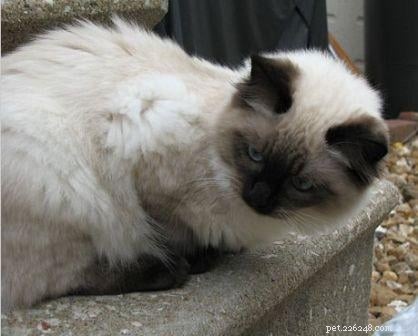Harlow s Third Month: A Ragdoll Kitten s Growth Journey