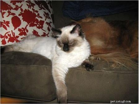 Harlow s Third Month: A Ragdoll Kitten s Growth Journey