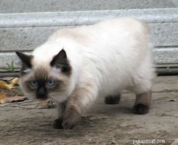 Harlow s Third Month: A Ragdoll Kitten s Growth Journey