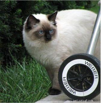 Harlow s Third Month: A Ragdoll Kitten s Growth Journey