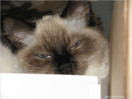 Harlow s Third Month: A Ragdoll Kitten s Growth Journey