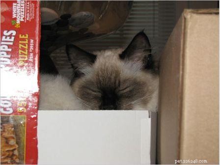 Harlow s Third Month: A Ragdoll Kitten s Growth Journey