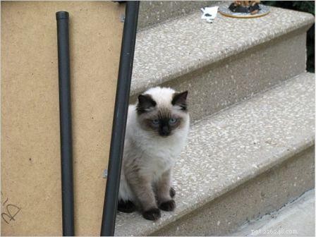 Harlow s Third Month: A Ragdoll Kitten s Growth Journey