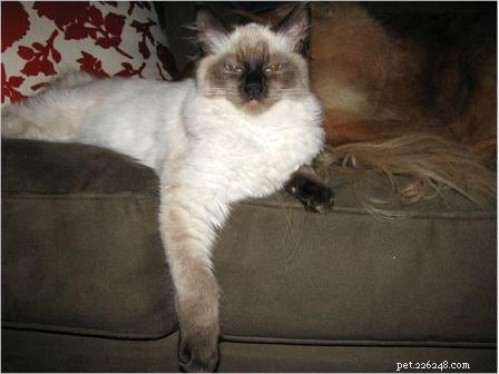Harlow s Third Month: A Ragdoll Kitten s Growth Journey