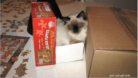 Harlow s Third Month: A Ragdoll Kitten s Growth Journey
