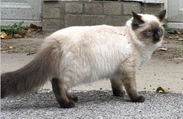Harlow s Third Month: A Ragdoll Kitten s Growth Journey