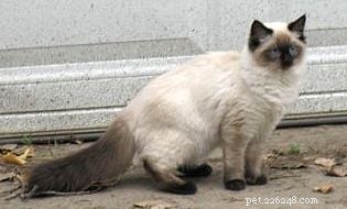 Harlow s Third Month: A Ragdoll Kitten s Growth Journey