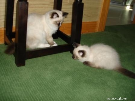 Harlow’s First Month: Ragdoll Kitten Growth & Playful Moments