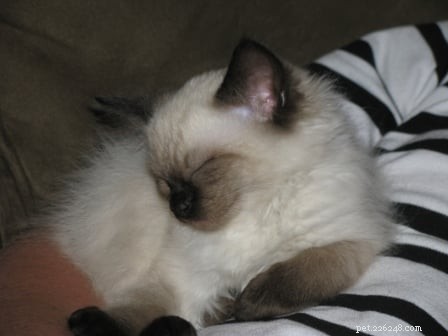 Harlow s Second Month: Growing Up in Kansas City