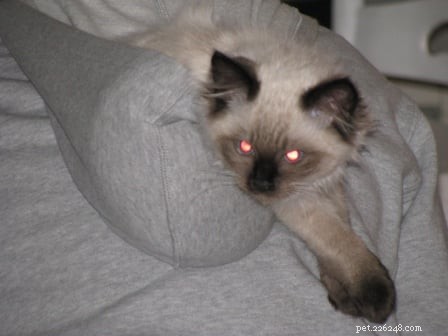 Harlow’s First Month: Ragdoll Kitten Growth & Playful Moments