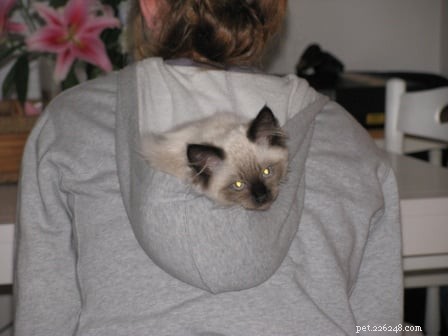 Harlow’s First Month: Ragdoll Kitten Growth & Playful Moments