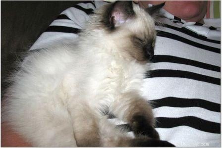 Harlow’s First Month: Ragdoll Kitten Growth & Playful Moments