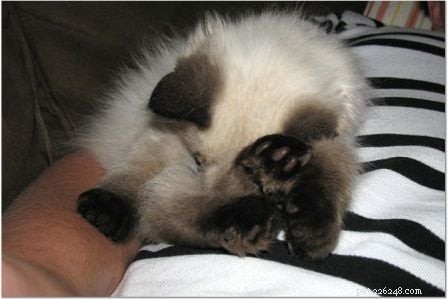 Harlow’s First Month: Ragdoll Kitten Growth & Playful Moments