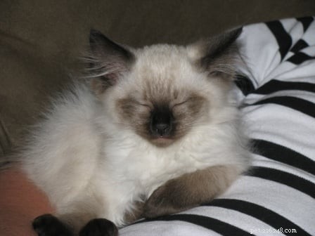 Harlow’s First Month: Ragdoll Kitten Growth & Playful Moments