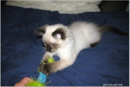 Harlow’s First Month: Ragdoll Kitten Growth & Playful Moments