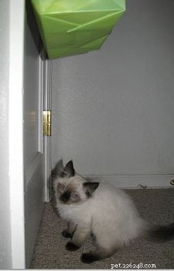 Harlow’s First Month: Ragdoll Kitten Growth & Playful Moments