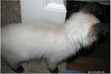 Harlow’s First Month: Ragdoll Kitten Growth & Playful Moments
