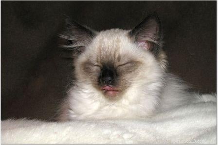 Harlow’s First Month: Ragdoll Kitten Growth & Playful Moments