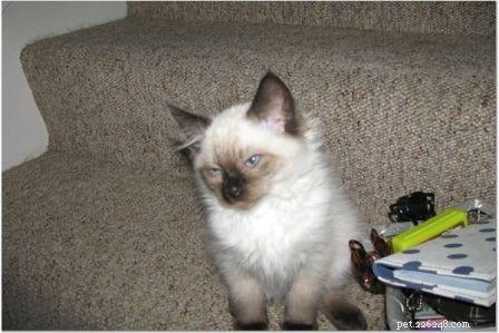 Harlow’s First Month: Ragdoll Kitten Growth & Playful Moments
