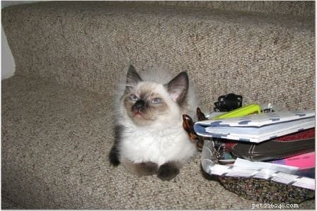 Harlow’s First Month: Ragdoll Kitten Growth & Playful Moments
