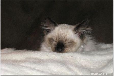 Harlow’s First Month: Ragdoll Kitten Growth & Playful Moments