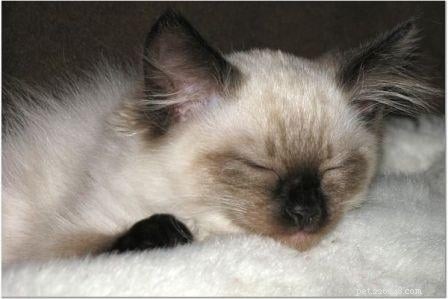 Harlow’s First Month: Ragdoll Kitten Growth & Playful Moments