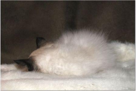 Harlow’s First Month: Ragdoll Kitten Growth & Playful Moments