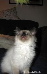 Harlow’s First Month: Ragdoll Kitten Growth & Playful Moments