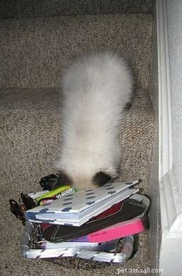 Harlow’s First Month: Ragdoll Kitten Growth & Playful Moments