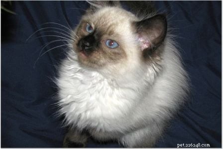 Harlow’s First Month: Ragdoll Kitten Growth & Playful Moments