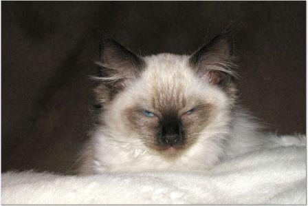 Harlow’s First Month: Ragdoll Kitten Growth & Playful Moments