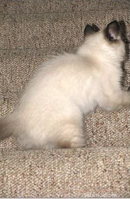 Harlow’s First Month: Ragdoll Kitten Growth & Playful Moments
