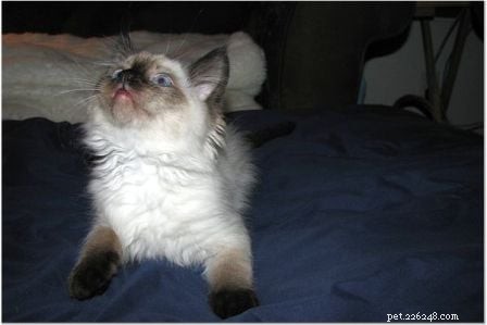 Harlow’s First Month: Ragdoll Kitten Growth & Playful Moments